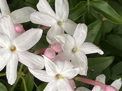 茉 莉 花|ジャスミン（茉莉花）の花言葉｜種類、花の特徴、名 